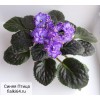 Синяя Птица (Дадоян)  